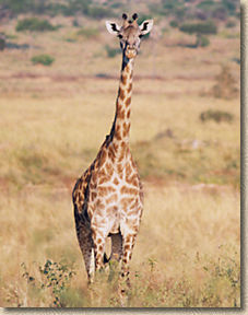 http://tanzanie.famillebenoit.net/images/girafe.jpg